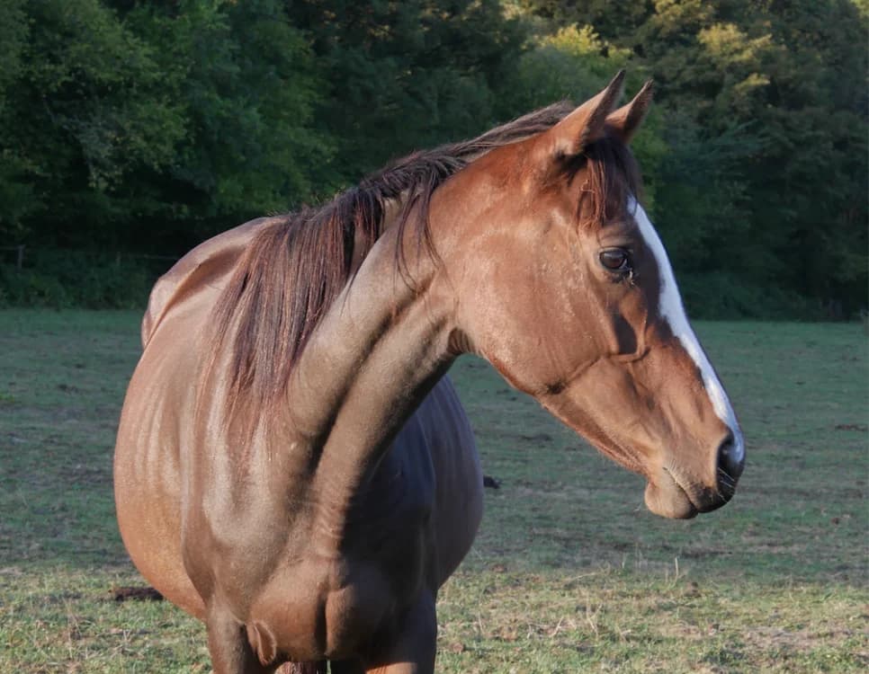 NAHONI de BELNOE, female 3yo Mixed Breed for adoption at SPA Grand Refuge de Pervenchères, Pervencheres