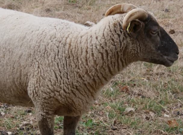 A.J, male Mixed Breed for adoption at SPA Grand Refuge de Pervenchères, Pervencheres
