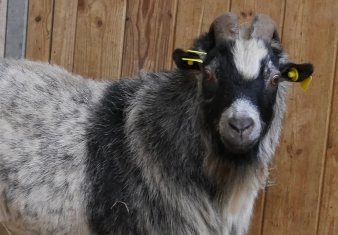 BANDIT, male Mixed Breed for adoption at SPA Grand Refuge de Pervenchères, Pervencheres