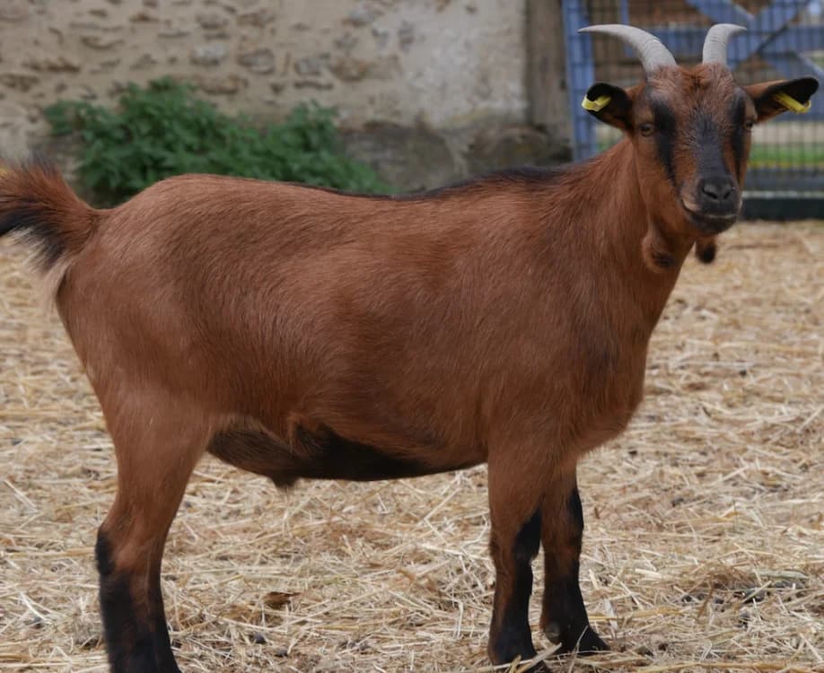 BOULETTE, male young Mixed Breed for adoption at SPA Grand Refuge de Pervenchères, Pervencheres