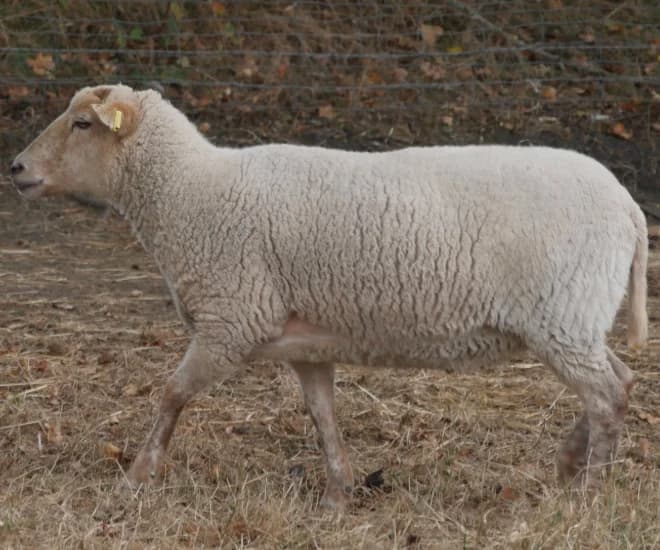 BRYAN, male Mixed Breed for adoption at SPA Grand Refuge de Pervenchères, Pervencheres