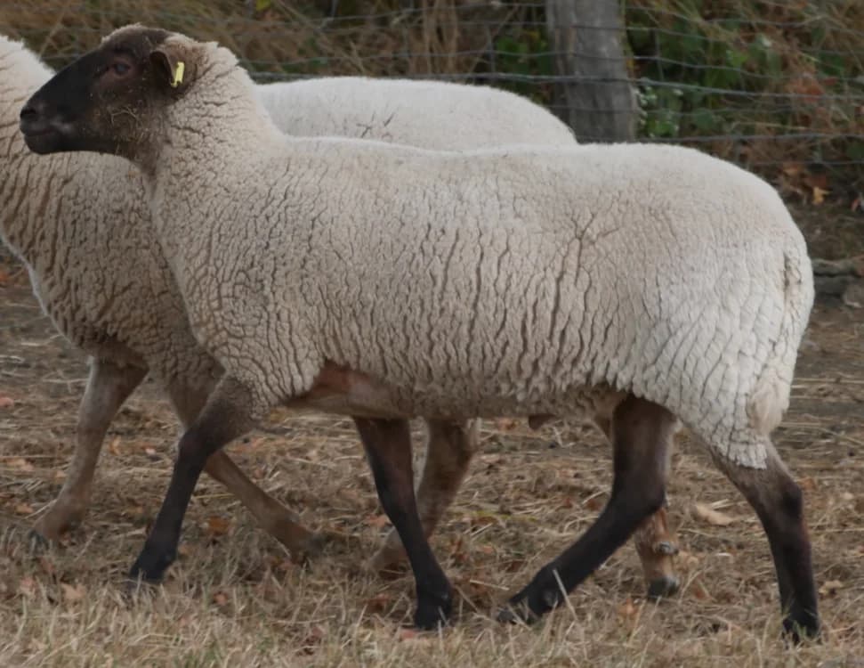 KEVIN, male Mixed Breed for adoption at SPA Grand Refuge de Pervenchères, Pervencheres