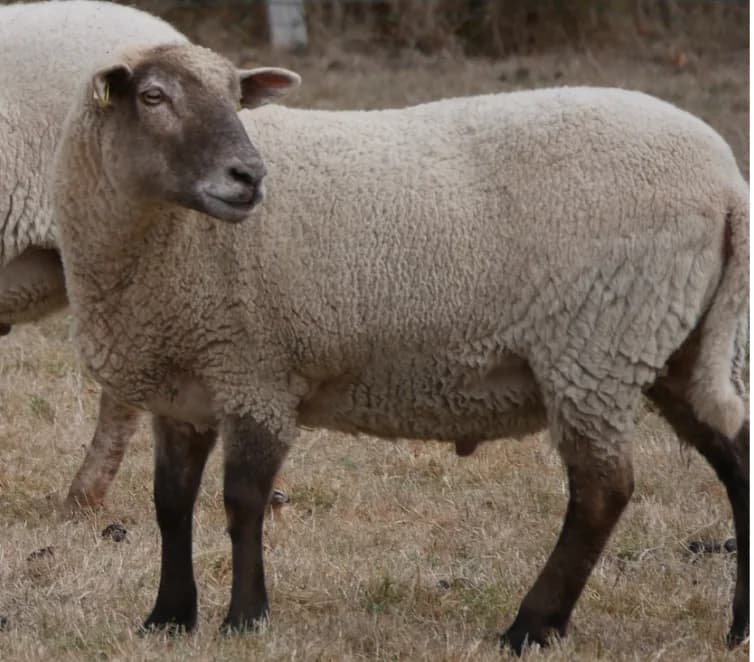 HOWIE, male Mixed Breed for adoption at SPA Grand Refuge de Pervenchères, Pervencheres
