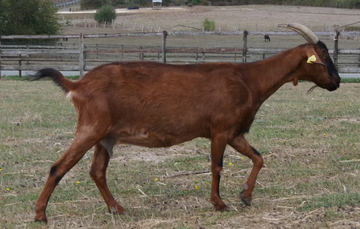 Melusine, female mixed breed for adoption at SPA Grand Refuge de Pervenchères, Pervencheres