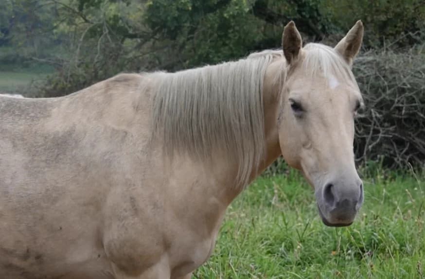 OSAKA, female Mixed Breed for adoption at SPA Grand Refuge de Pervenchères, Pervencheres