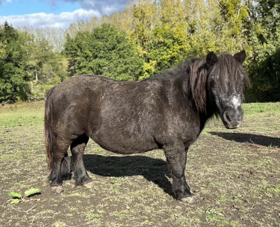 RICKY, female senior Mixed Breed for adoption at SPA Grand Refuge de Pervenchères, Pervencheres