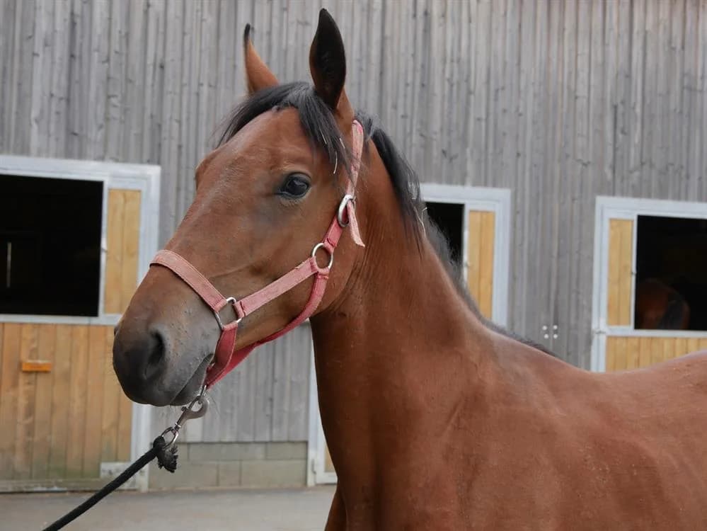 JUMP, female 7yo Mixed Breed for adoption at SPA Grand Refuge de Pervenchères, Pervencheres