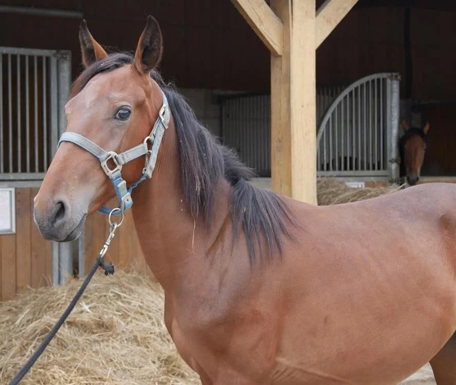JACADIE, male 7yo Mixed Breed for adoption at SPA Grand Refuge de Pervenchères, Pervencheres
