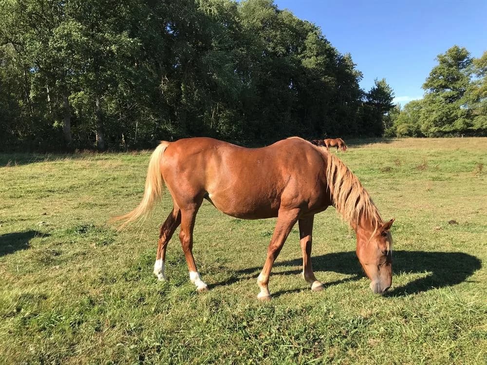 MIVA DE LAILLE, female senior mixed breed for adoption at SPA Grand Refuge de Pervenchères, Pervencheres