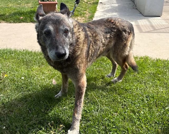 CHOPPER PAA24200, male senior Belgian Malinois for adoption at SPA Plaisir, Plaisir