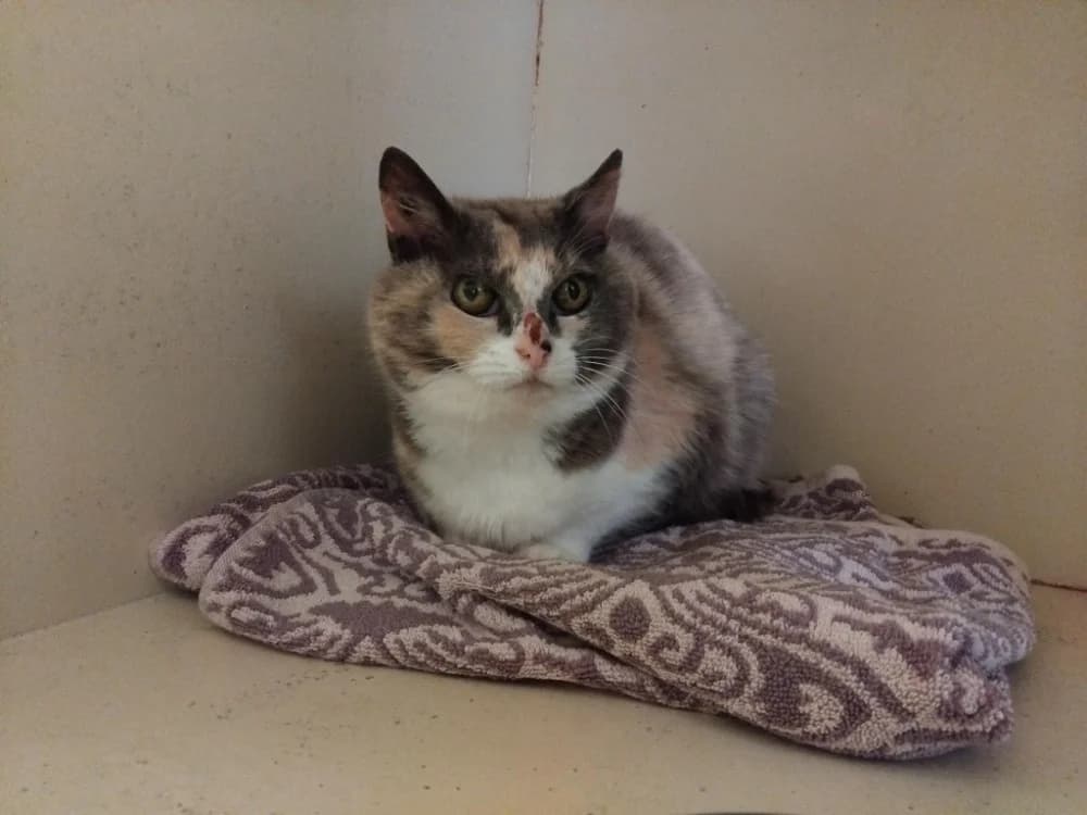 TINA, female senior Mixed Breed for adoption at SPA Plaisir, Plaisir