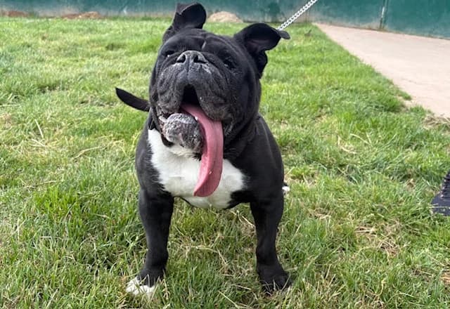 KURT, male 5yo French Bulldog for adoption at SPA Plaisir, Plaisir