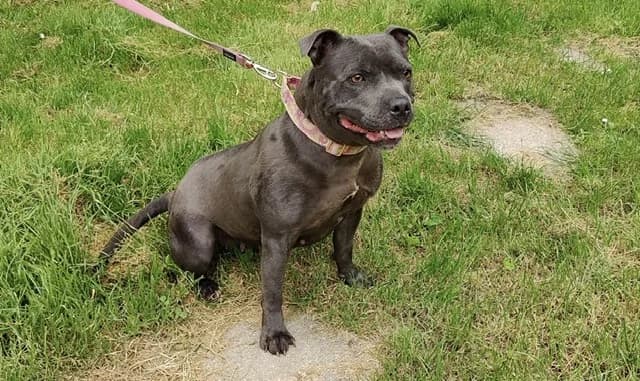 DORY, female 3yo Staffordshire Bull Terrier for adoption at SPA Plaisir, Plaisir