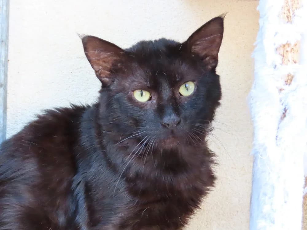 ROCK STAR, male 5yo Mixed Breed for adoption at SPA Plaisir, Plaisir