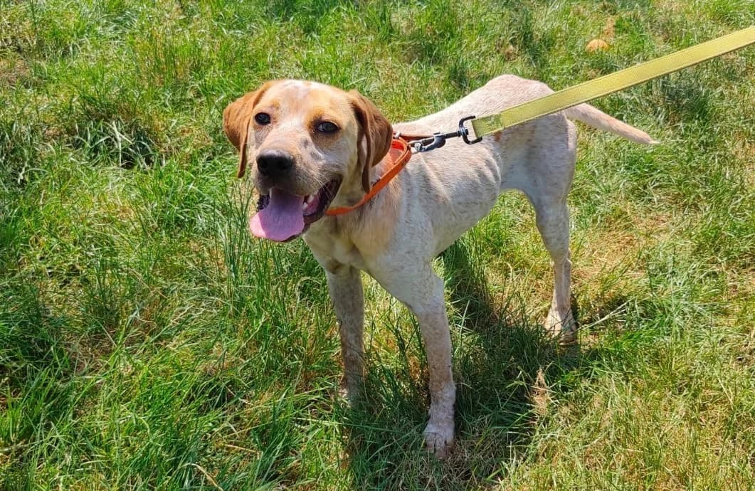 Tabou, male young Pointer for adoption at SPA Plaisir, Plaisir