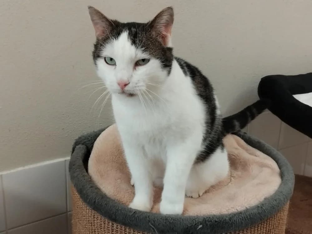 PAB28920 Twinkle, male 3yo Mixed Breed for adoption at SPA Plaisir, Plaisir