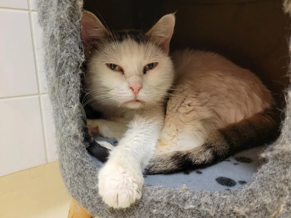 PAB28924 JOY, female senior Mixed Breed for adoption at SPA Plaisir, Plaisir