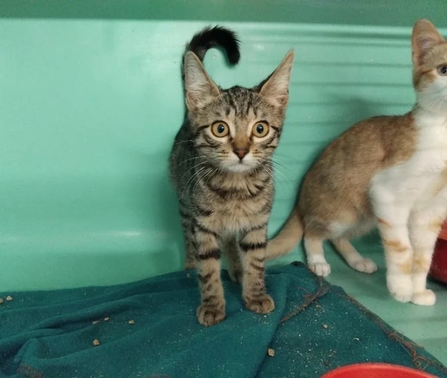 EVEREST, male Mixed Breed for adoption at SPA Plaisir, Plaisir