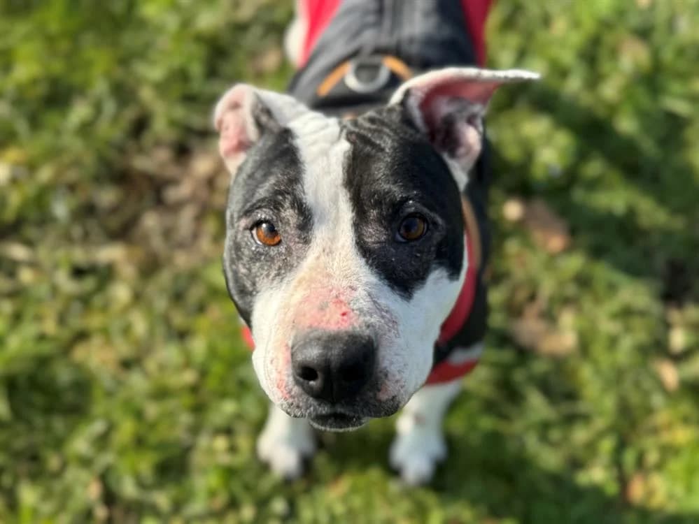 BEAUTY, female 4yo Mixed Breed for adoption at SPA Plaisir, Plaisir