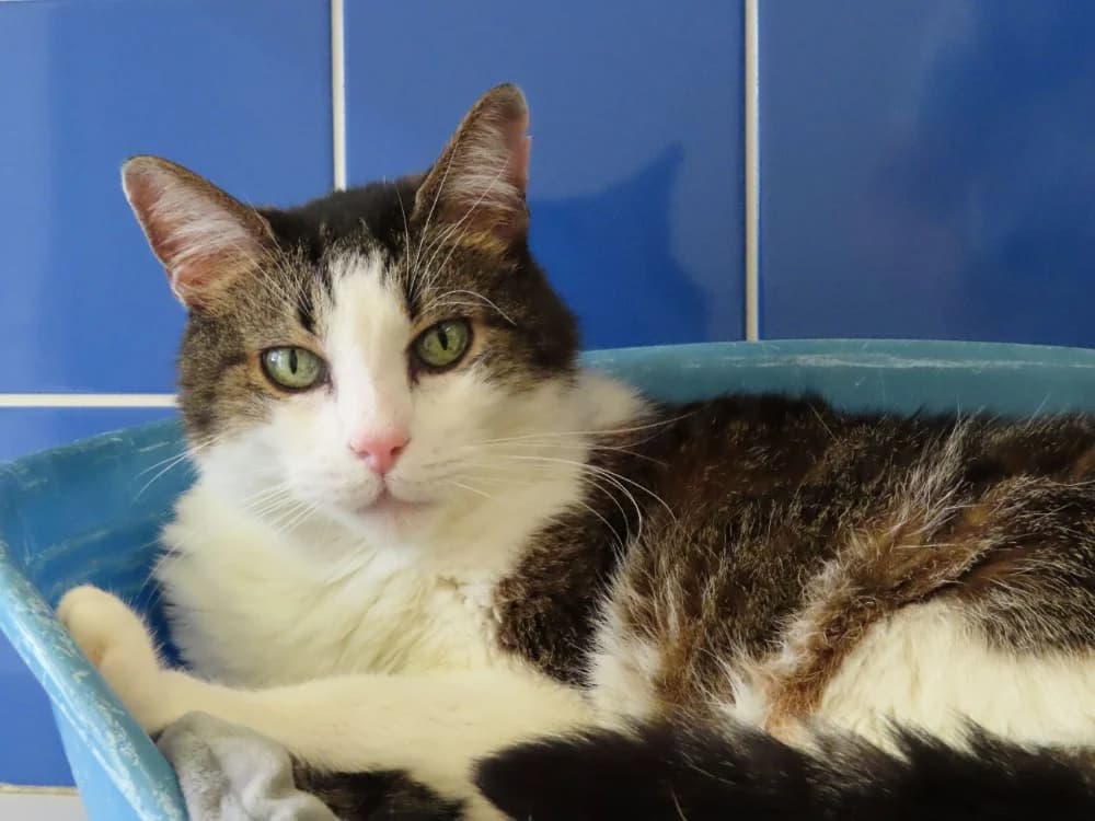 Momo PAB 28763, male senior Mixed Breed for adoption at SPA Plaisir, Plaisir