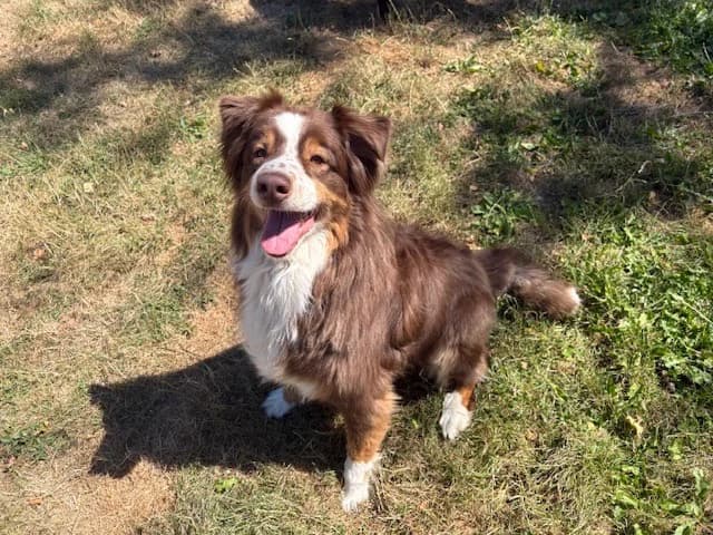 OWEN, male senior Australian Shepherd for adoption at SPA Plaisir, Plaisir