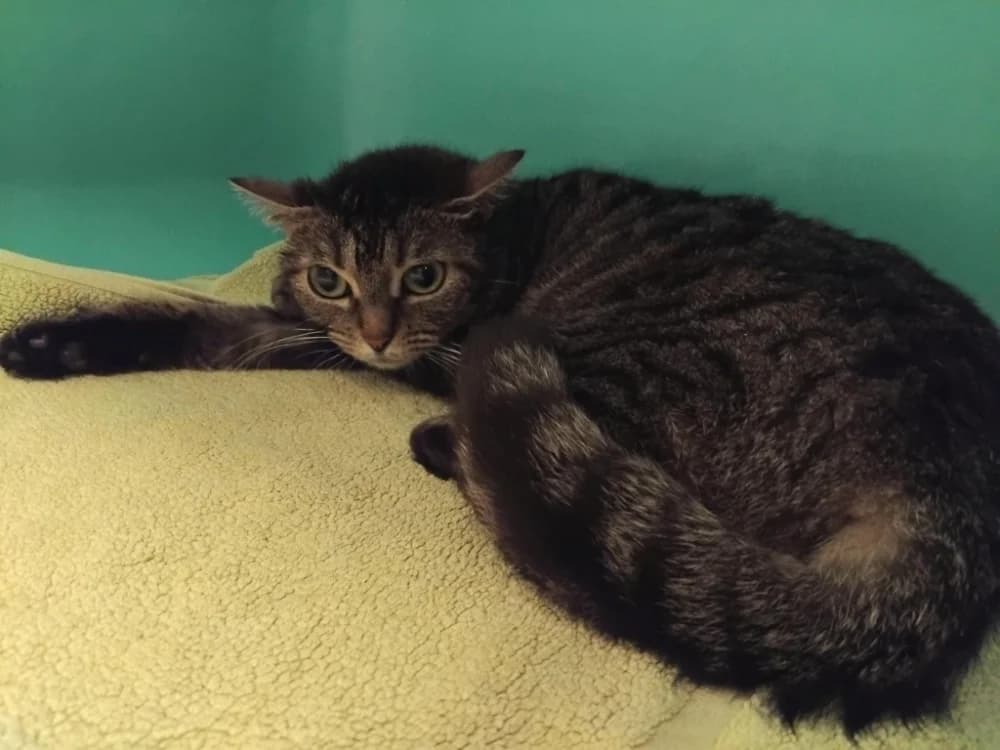 MANGUE, female 4yo Mixed Breed for adoption at SPA Plaisir, Plaisir