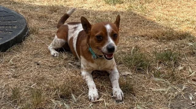 FOREST, male 3yo Jack Russell Terrier for adoption at SPA Plaisir, Plaisir