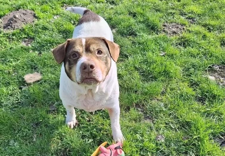 PATAPOUF, male 6yo Mixed Breed for adoption at SPA Plaisir, Plaisir