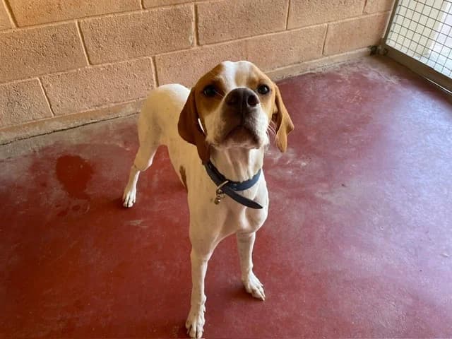 MAXOU, male Pointer for adoption at SPA Plaisir, Plaisir
