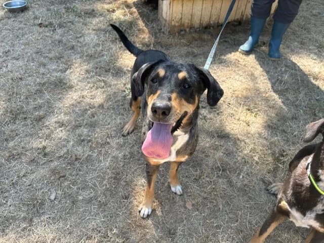 PICHTA, female 6yo Mixed Breed for adoption at SPA Plaisir, Plaisir