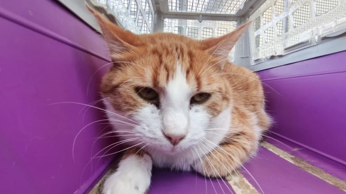 EXOR, male 3yo Mixed Breed for adoption at SPA Plaisir, Plaisir