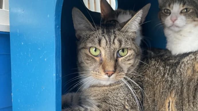 MENTHE, male 3yo Mixed Breed for adoption at SPA Plaisir, Plaisir