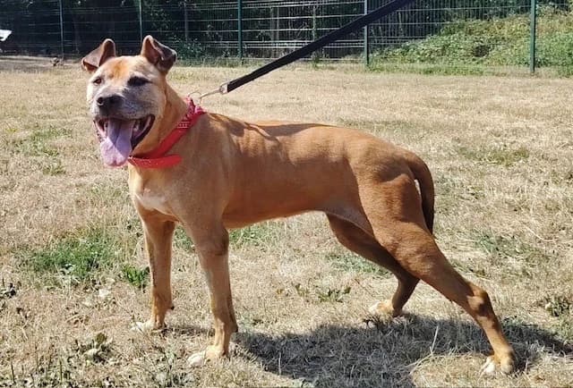 mamie PINK, female senior mixed breed for adoption at SPA Plaisir, Plaisir
