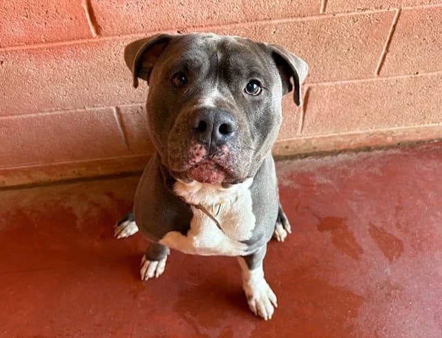BISCUIT, male 5yo American Staffordshire Terrier for adoption at SPA Plaisir, Plaisir