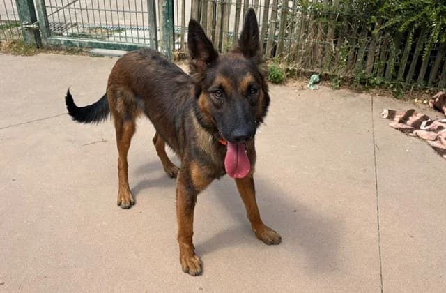 VICKY, female young Mixed Breed for adoption at SPA Plaisir, Plaisir