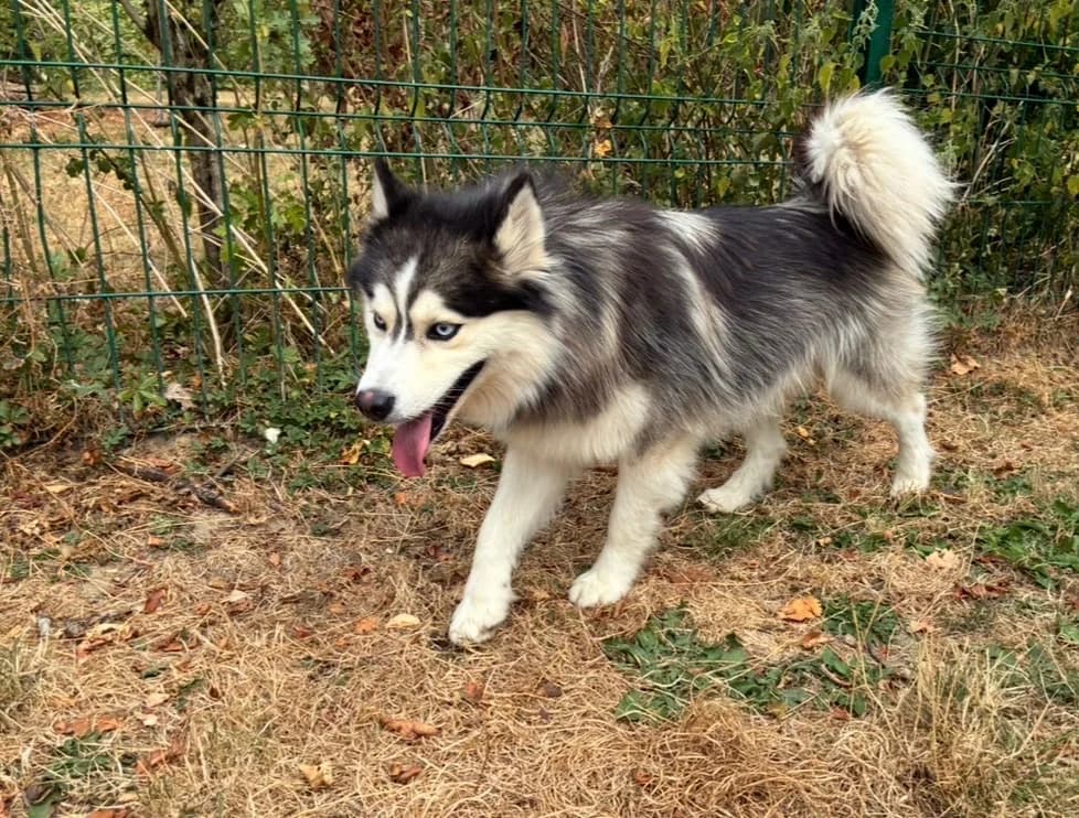 AZZURO, male young Husky for adoption at SPA Plaisir, Plaisir