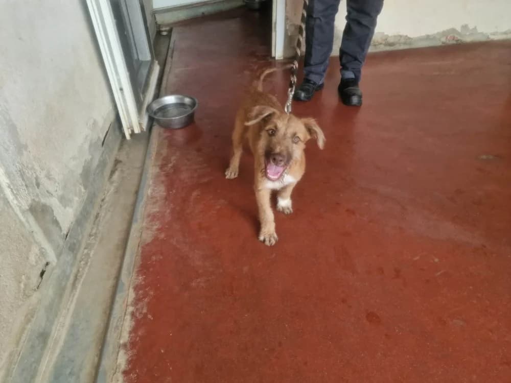 ROCKET, male Mixed Breed for adoption at SPA Plaisir, Plaisir