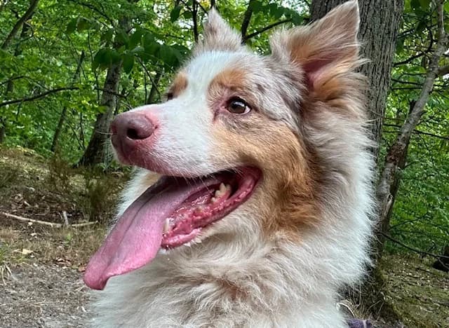 PAA24385 LAYA, female 7yo Australian Shepherd for adoption at SPA Plaisir, Plaisir