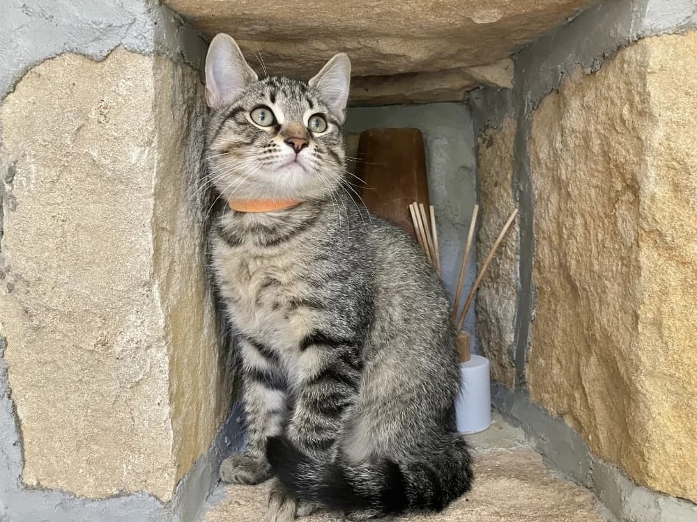 PAB29242 PIXEL, male Mixed Breed for adoption at SPA Plaisir, Plaisir