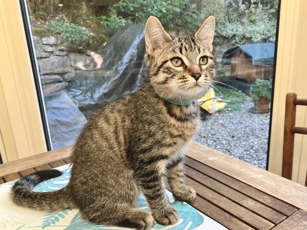 BLOOM, male Mixed Breed for adoption at SPA Plaisir, Plaisir