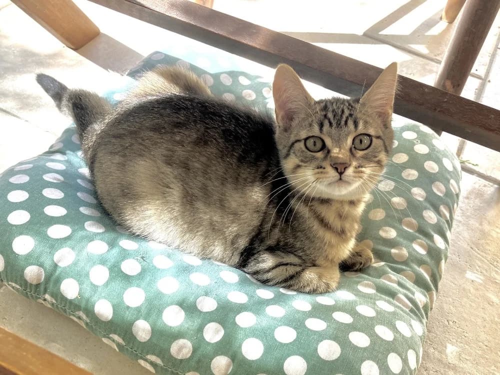 KEIJO, male Mixed Breed for adoption at SPA Plaisir, Plaisir