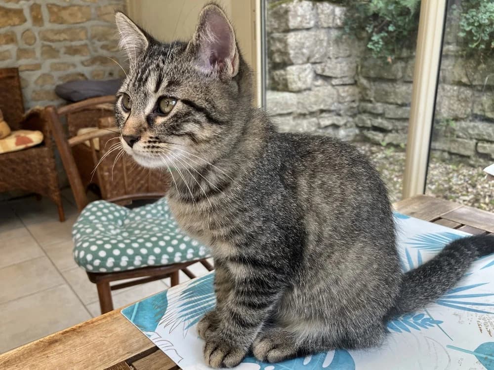 PAB29241 INOOK, male Mixed Breed for adoption at SPA Plaisir, Plaisir