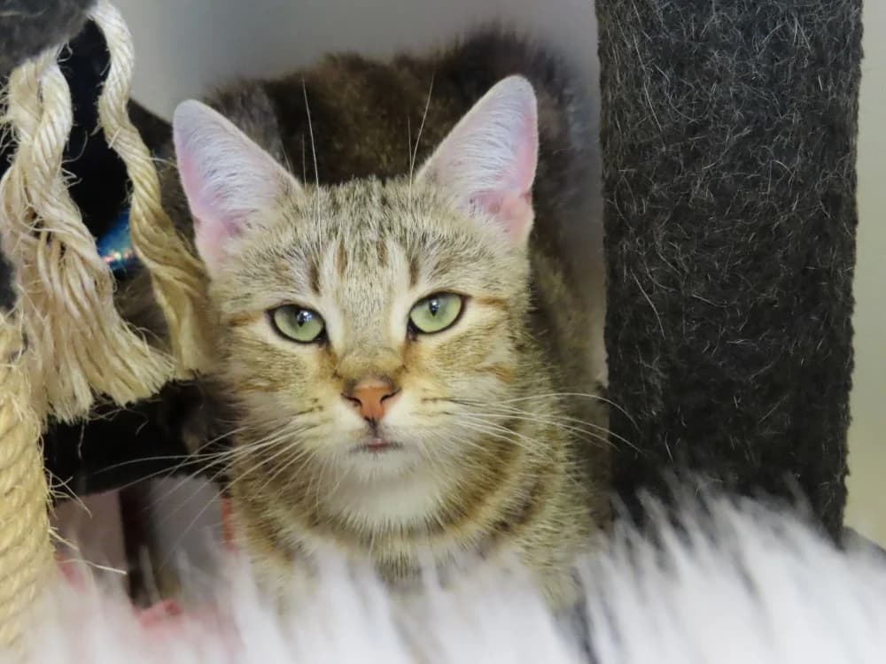 ASNIERES, female senior Mixed Breed for adoption at SPA Plaisir, Plaisir