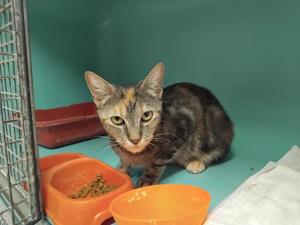 GRANY, female young Mixed Breed for adoption at SPA Plaisir, Plaisir