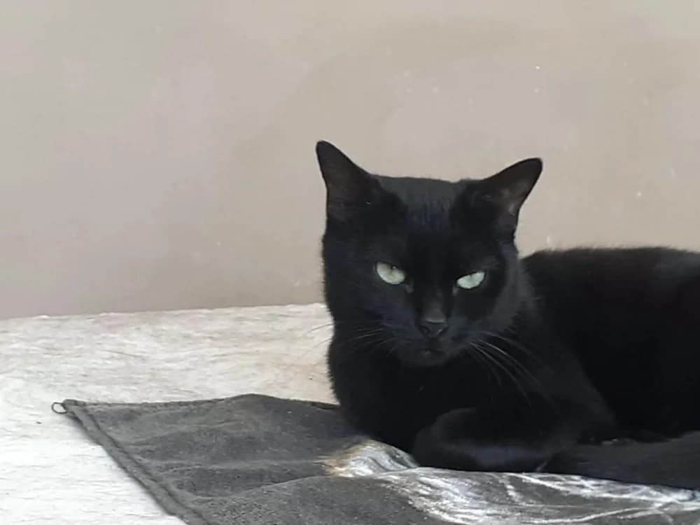 FANTOMETTE, female Mixed Breed for adoption at SPA Plaisir, Plaisir