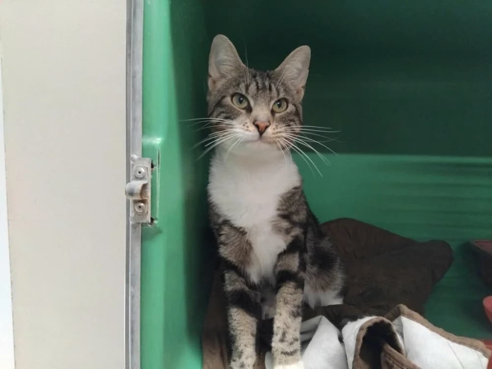 MERLIN, male 3yo Mixed Breed for adoption at SPA Plaisir, Plaisir