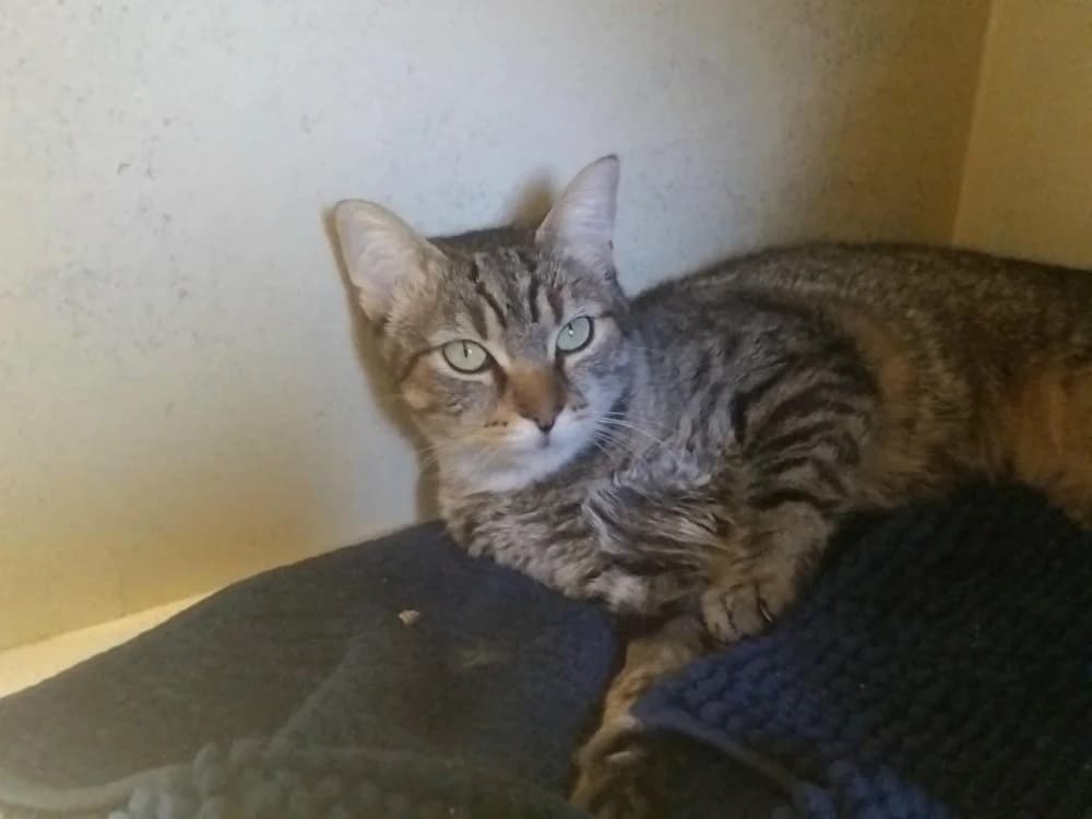CHAUSSETTE, female 3yo Mixed Breed for adoption at SPA Plaisir, Plaisir