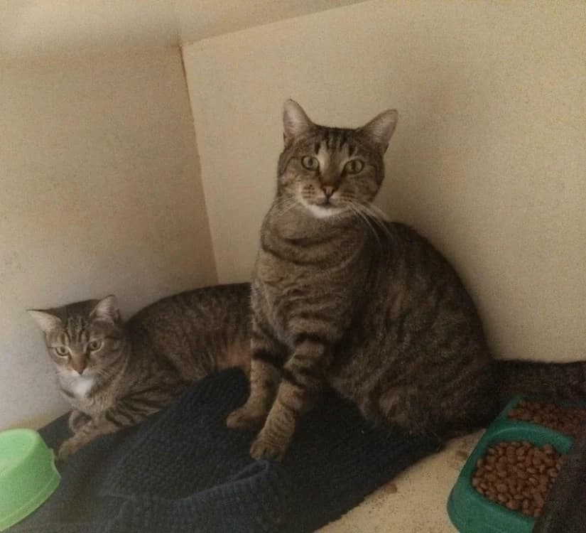 PIRATE, male 3yo Mixed Breed for adoption at SPA Plaisir, Plaisir