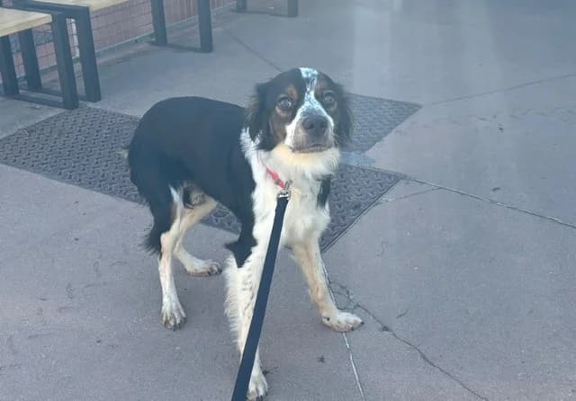 VOYOU, male Brittany Spaniel for adoption at SPA Plaisir, Plaisir