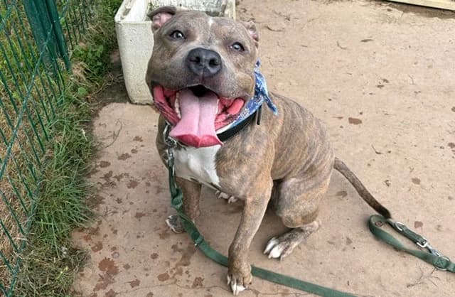 PAA24450 RICK, male young mixed breed for adoption at SPA Plaisir, Plaisir